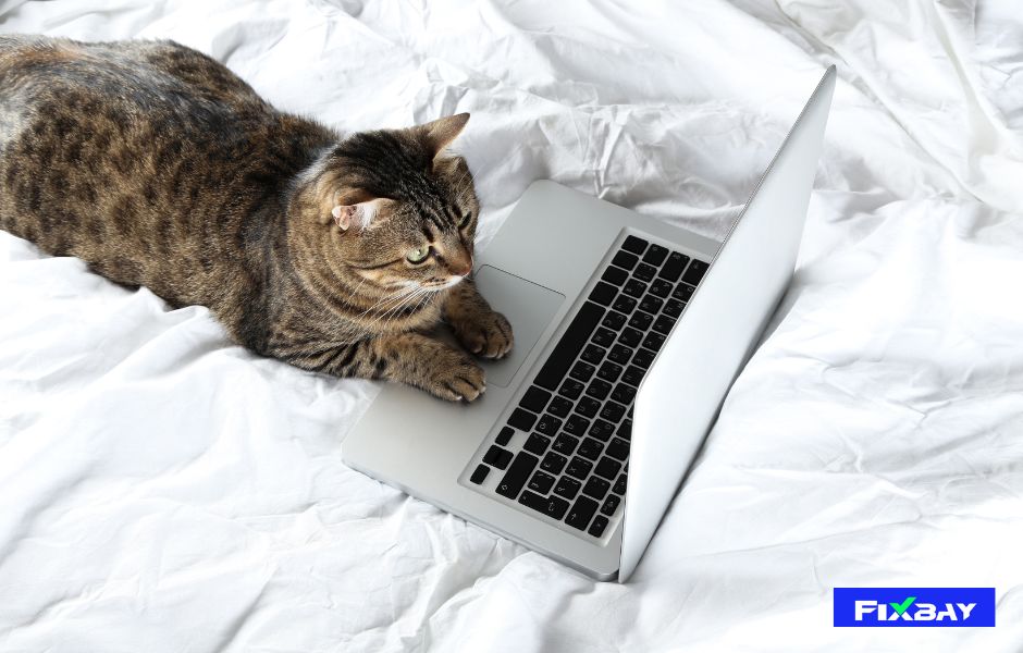 Bulu Kucing Pada Macbook 